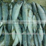 200-300g Frozen Pacific Mackerel