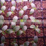 2015 Hight Power 30W Led Grow Light Hydroponics And Aquaponics thumbnail-3