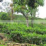 Suvimie Ceylon Ruhunu Black Tea thumbnail-2