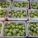 New Crop Shandong Pear From Origin thumbnail-1