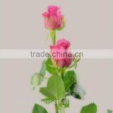 Colorful Top Quality Cut Fresh Violet Rose Flower thumbnail-2