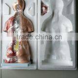 Human Anatomy Torso Model