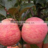 Sell Fresh Apple Fruit of High Quality and Good Price