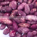 JSX high efficiency black purple speckled kidney beans new stock high quality mottled beans