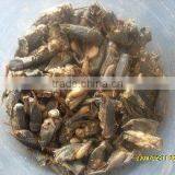 Microwaved Cricket Pet Food thumbnail-2