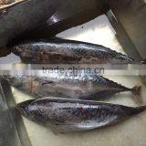 Frozen Whole Round Bonito Frozen Bonito Tuna Fish 300-500G thumbnail-1