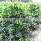 Carmona Microphylla Shrub Trees thumbnail-2