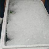 Fresh Broccoli thumbnail-4