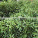 High Quality 100% Natural Borneol/borneolum Plant Extract thumbnail-5