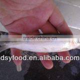 Frozen Canned Sardine thumbnail-5