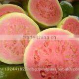 Pink ,White Guava Export in India thumbnail-6