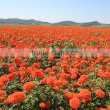 Pure Natural Lutein of Marigold Extract to Protect Eyesight thumbnail-3