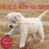 Custom Printed Flying Golf Disc Kinder Joy