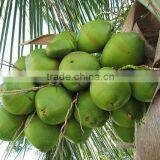 Canned Fresh Coconut Water 100% Coconut Water thumbnail-3