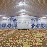 Steel Structure Chicken Shed /environmental Control Steel House thumbnail-2