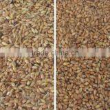 ZRWS High Quality Xinjiang Wheat Color Sorter With Competitive Price thumbnail-4