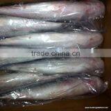 BQF Grey Mullet Whole Round ,1000+g Mugil Cephalus thumbnail-2