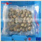 Frozen Boiled V-packed Baby Clam thumbnail-4