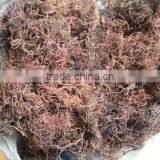Gracilaria Seaweed With Good Quality thumbnail-6