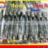 FROZEN MUROAJI FOR TUNA BAIT thumbnail-1