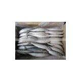 New Fresh Frozen Mackerel 200-250g Landtime Oct thumbnail-1
