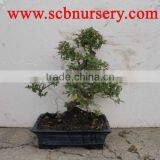 Sageretia Bonsai Art 25cm thumbnail-1