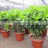 Dracaena Reflexa Indoor Plants thumbnail-1