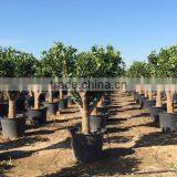 Mandarine Tree - Citrus Reticulata thumbnail-6