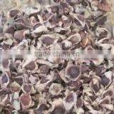 Moringa Olifera Seeds thumbnail-1