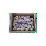 White Garlic thumbnail-1