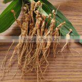 High Premium Wild Mountian Ginseng Panax Root