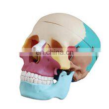 Factory Made MKR-104C Medical Anatomical Skull Model With Colored Bones