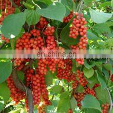 Water Soluble 10:1 Schisandra Berries Fruit Extract thumbnail-2