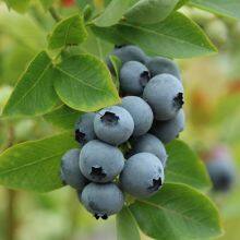 L25 Blueberry Seedlings Blueberry Saplings