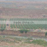 ORGANIC GOJI BERRY 220 2016 thumbnail-1