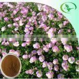 100% Natural Evening Primrose Oil Brands