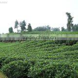 Export Tea From Professional Factory in China Chunmee Green Tea 9368 /9367 thumbnail-4