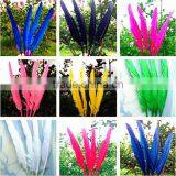 Natural Humpback Feathers 30-40cm 12-16inches thumbnail-1