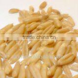 Oat/peeless Oat thumbnail-2