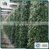 Vietnam Giant Spicy Raw Black Pepper 500gl thumbnail-5