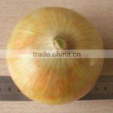 2014 New Crop Fresh Onion With Good Quality and Competitive Price thumbnail-1