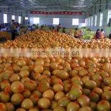 Chinese Fresh Juicy Pomelo Honey Pomelo Pomelo Fruit With Cheap Price thumbnail-5
