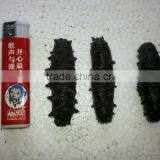 HOT!!! 100% Natural Organic Dried Prickly Sea Cucumber thumbnail-2