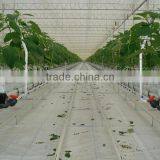 Greenhouse thumbnail-3