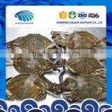 Whole Frozen Blue Swimming Crab thumbnail-1