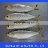 Frozen Sardine for Bait and Canning thumbnail-1