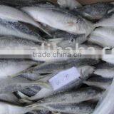 Trachurus Trachurus (horse Mackerel ) thumbnail-1