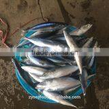 Golden Supplier Sea Frozen Pacific Mackerel 200g thumbnail-1