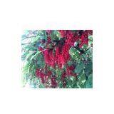 Schisandra Chinensis P.E thumbnail-1