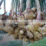 Fresh Ginger for Exportation thumbnail-4